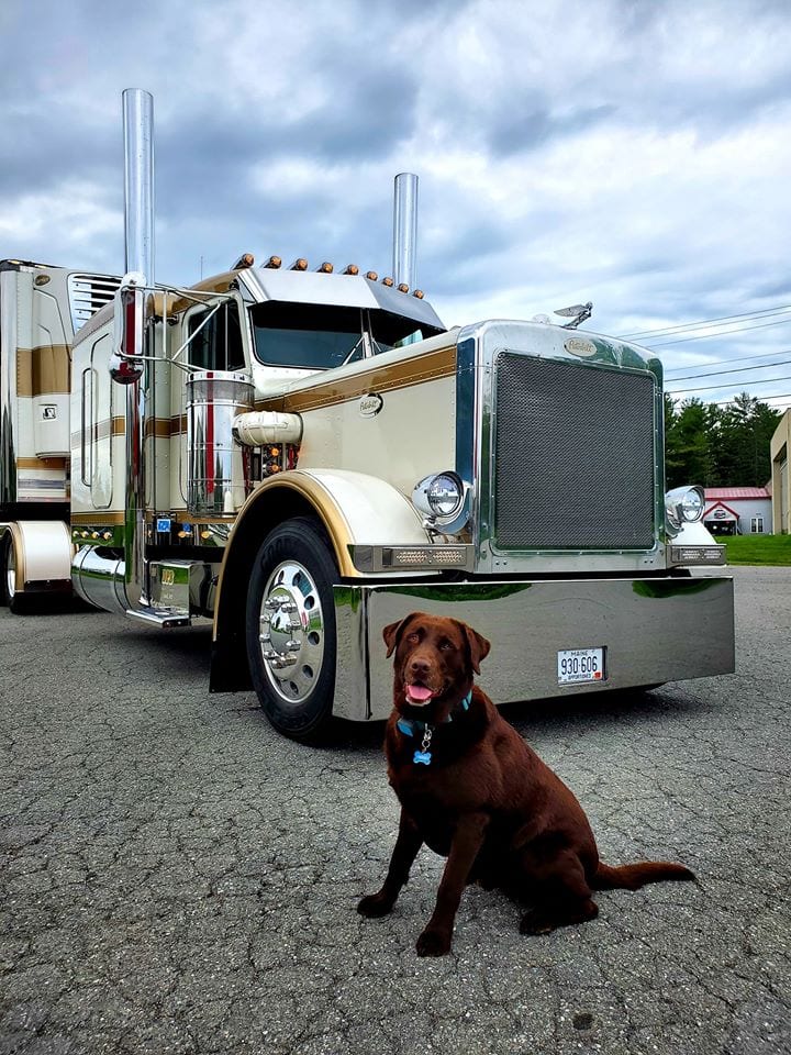 photo of dog sitting in front of gold trimmed big rig truck